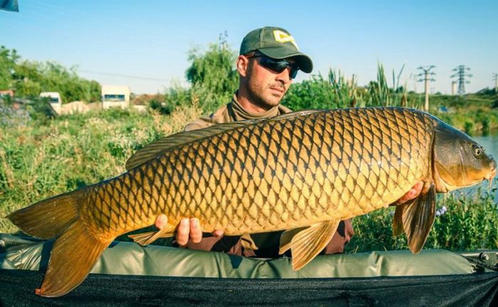 4CARP