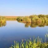 Oscilante Misu participa la F&H Expo